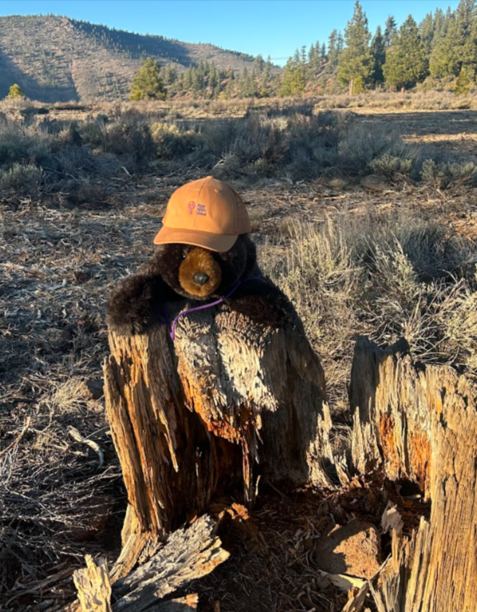 Vox on tree stump with mountains